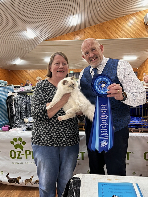 Helga wins Best Birman kitten at the 2026 Brisbane Birman show